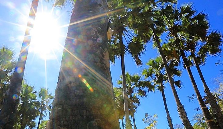 Bertahan Hidup dengan Sebatang Pohon Aren