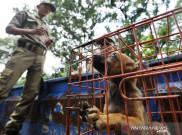 Jual-Beli Daging Anjing dan Kucing Dilarang di Jakarta, Nekat Izin Usaha Dicabut