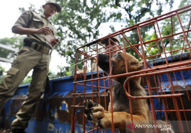 Anjing dan Kucing 'Haram' Dijual untuk Santapan, Pramono Perintahkan Satpol PP Turun Tangan
