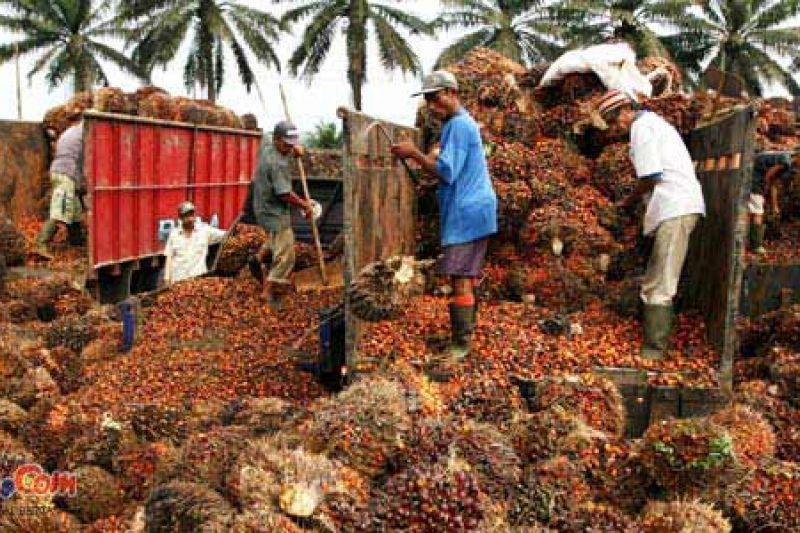 Petani Kelapa Sawit