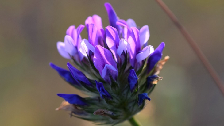 Bakuchiol dan Manfaatnya untuk Kesehatan Kulit