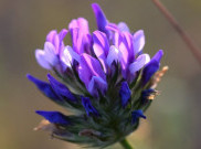 Bakuchiol dan Manfaatnya untuk Kesehatan Kulit