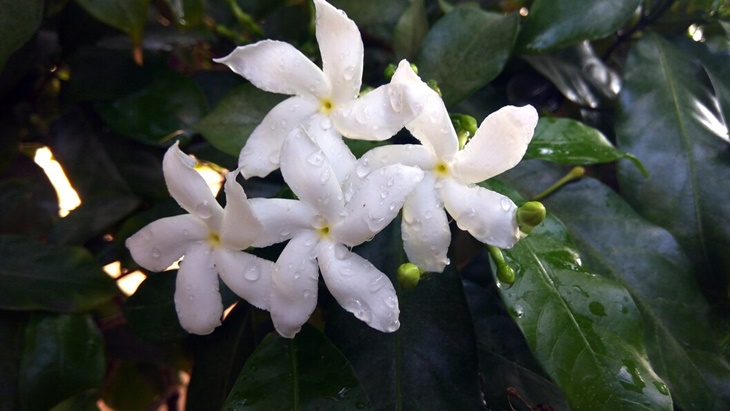 bunga