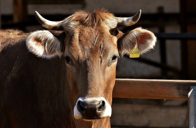 Yuk habiskan stok daging sapi dengan masak woku sapi. (Foto pixabay alexas fotos)