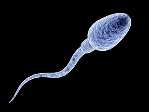 sperma
