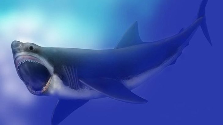 Hiu Putih Besar Menjadi Alasan Punahnya Hiu Megalodon