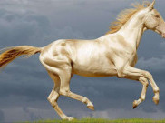 Kenalin nih,  Akhal Teke si Kuda Tercantik di Dunia