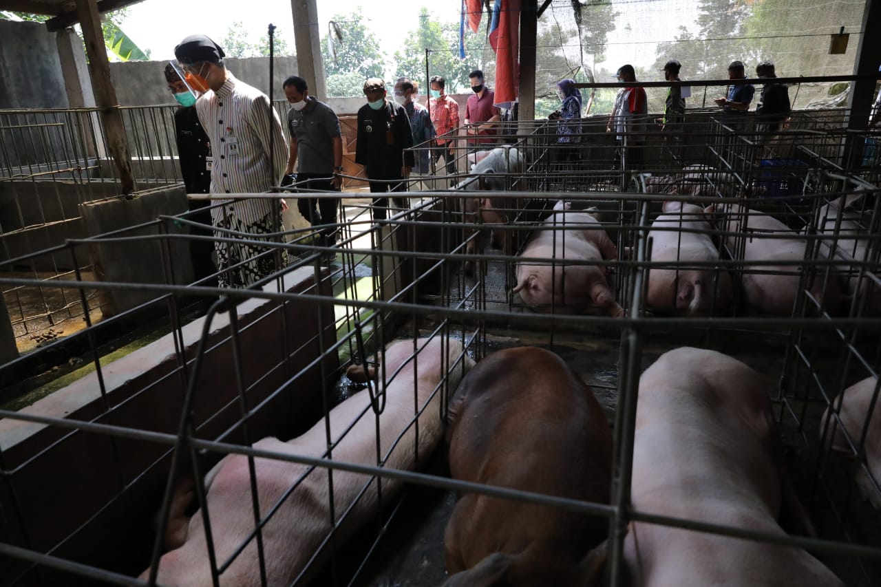 Gubernur Jawa Tengah, Ganjar Pranowo inspeksi lokasi peternakan babi untuk memastikan tidak ada limbah di buang ke sungai, Kamis (6/8). (MP/Ismail)
