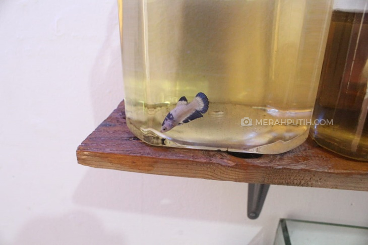 hobi ikan cupang