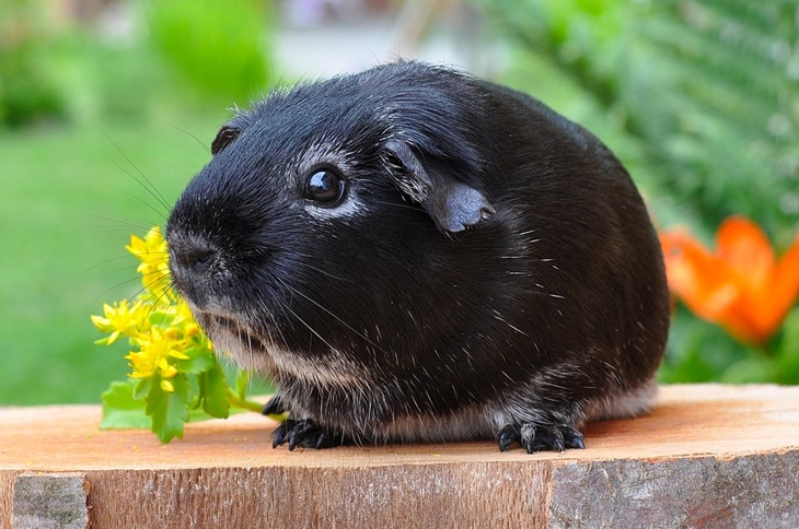 guinea pigs