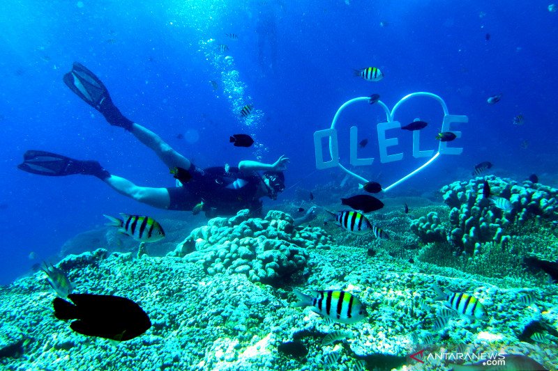 Dua orang wisatawan menyelam di obyek wisata taman laut Olele di Kabupaten Bone Bolango, Gorontalo, Minggu (17/11/2019). (ANTARAFOTO/Adiwinata Solihin)