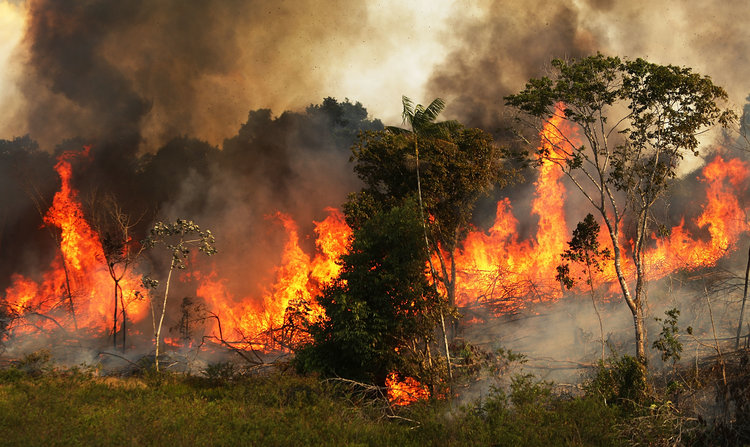 5 Fakta Meresahkan Terkait Kebakaran Hebat di Hutan Amazon Brasil
