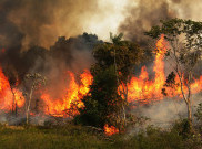 5 Fakta Meresahkan Terkait Kebakaran Hebat di Hutan Amazon Brasil