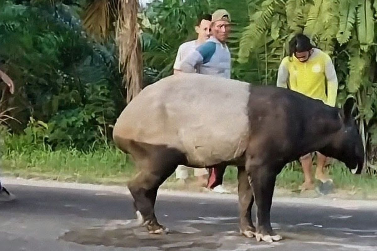 Pelaku Pembunuhan Tapir di Lampung Harus Dihukum Berat, Beri Efek Jera