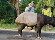 Pelaku Pembunuhan Tapir di Lampung Harus Dihukum Berat, Beri Efek Jera