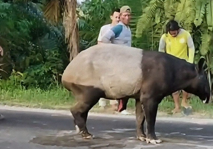 Pelaku Pembunuhan Tapir di Lampung Harus Dihukum Berat, Beri Efek Jera