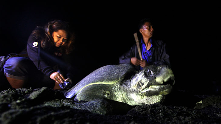 Rutin Konsumsi Daging Penyu Timbulkan Penyakit Kronis