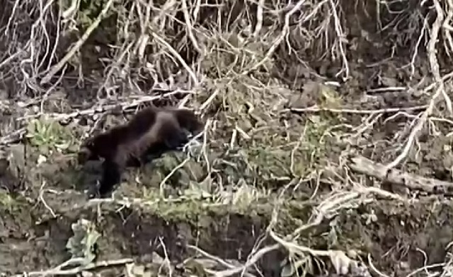 Wolverine