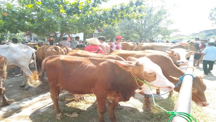 Harga sapi di Pasar Bekonang, Kecamatan Mojolaban, Kabupaten Sukoharjo anjlok akibat banyak warga lereng merapi menjual hewan ternak, Minggu (15/11). (MP/Ismail)