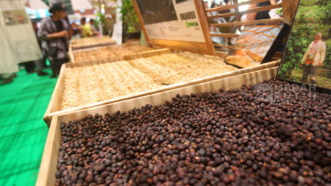 Berburu Biji Kopi dalam Pameran Kopi Internasional World of Coffee Jakarta 2025