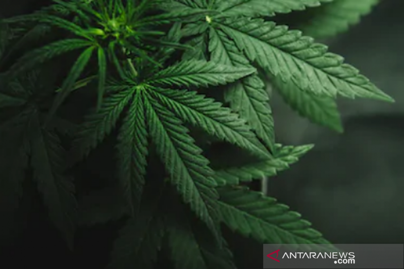 Jadi Budidaya Obat, Ganja Bakal Diawasi Ketat
