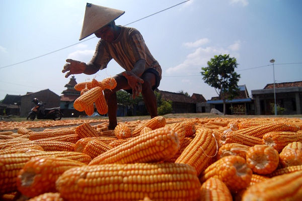 Para petani menjemur jagung