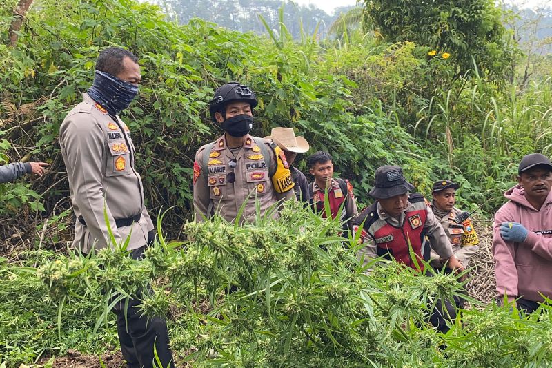 4 Orang Jadi Tersangka Temuan 40 Ribu Batang Ganja di Lereng Semeru