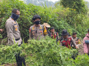 4 Orang Jadi Tersangka Temuan 40 Ribu Batang Ganja di Lereng Semeru