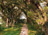 5 Alasan Jalan-Jalan ke Banyuwangi, Keindahan di Jawa Timur