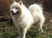 Anjing Samoyed, Si Putih Lucu Mirip Serigala Kutub