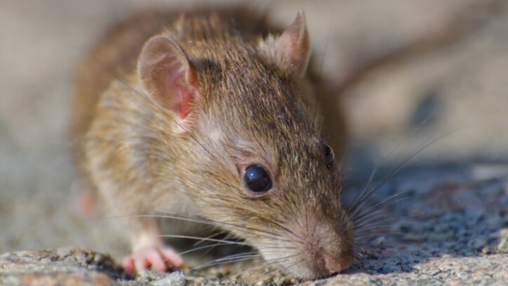 5 Cara Ampuh Mengusir Tikus