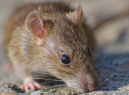 5 Cara Ampuh Mengusir Tikus