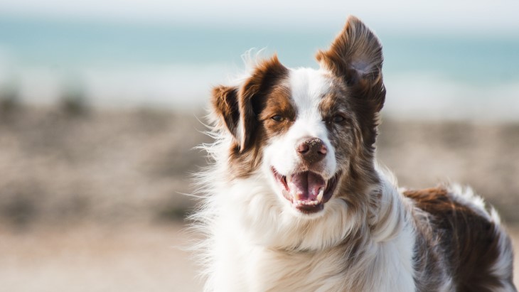 Fakta-Fakta tentang Penyakit Pernapasan Misterius pada Anjing