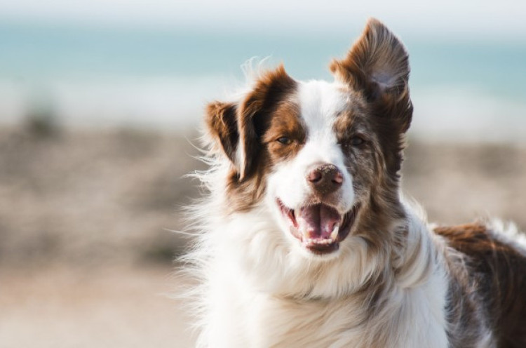 Fakta-Fakta tentang Penyakit Pernapasan Misterius pada Anjing