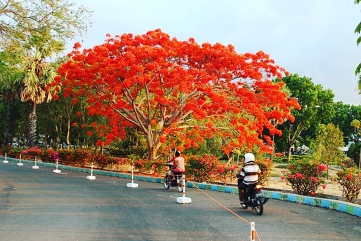 Pohon Flamboyan, Tepi Jalan