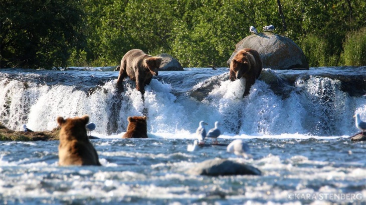 Katmai National Park. (Foto Brooks Lodge)