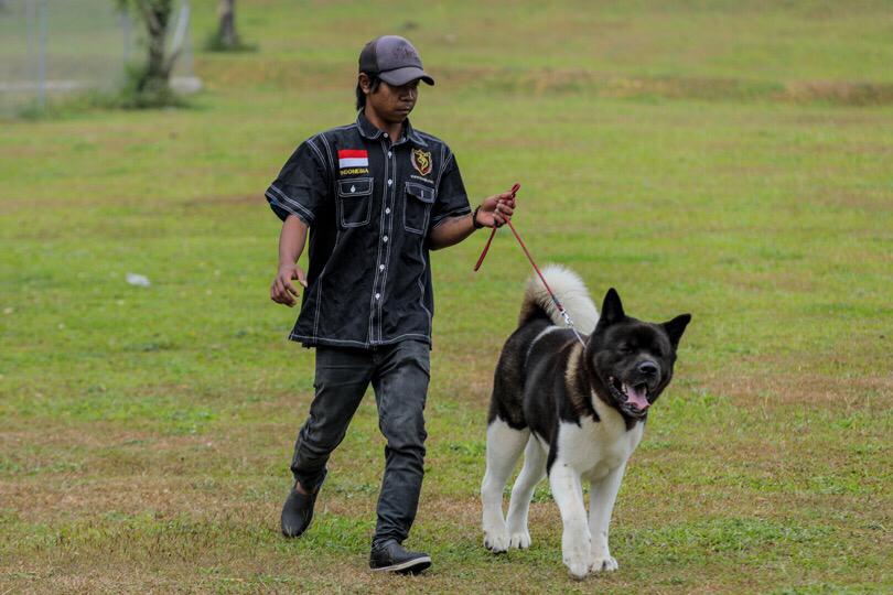 Mengulas Salah Satu Anjing Termahal di Von Haus JHL, Harganya Miliaran Rupiah!