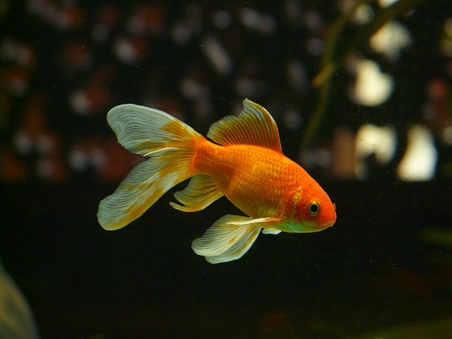 Yuk hindari penggunaan round fish ball. (Foto pixabay/Hans)