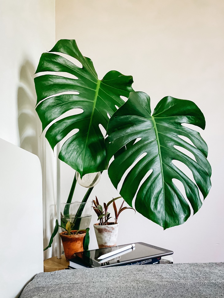 monstera