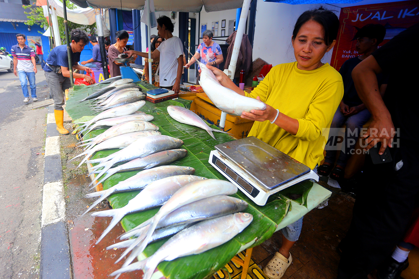 Warga Berburu Ikan Bandeng Jelang Perayaan Tahun Baru Imlek 2577 Kongzili di Rawa Belong