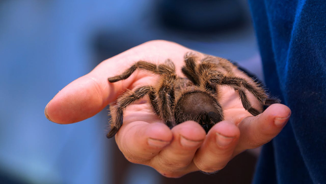  Pria Korsel Ditangkap di Peru, Selundupkan 320 Tarantula di Tubuhnya