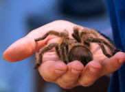  Pria Korsel Ditangkap di Peru, Selundupkan 320 Tarantula di Tubuhnya