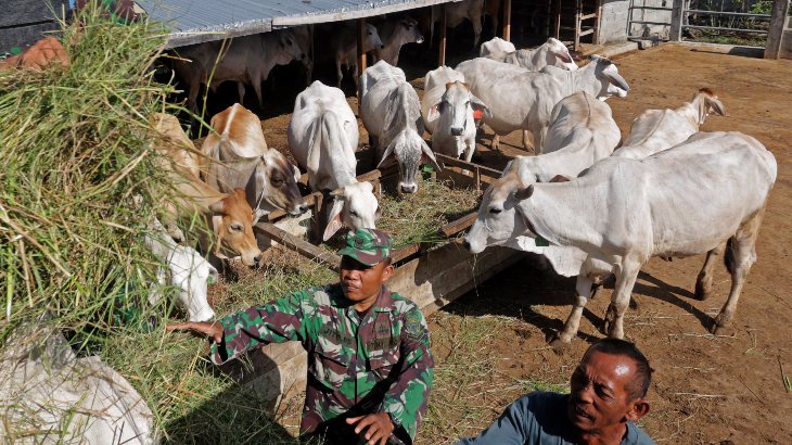 Gagal Berkembang Biak, Ratusan Sapi Bantuan Pemerintah Pusat Mati