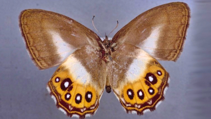 Karakter Antagonis di 'Lord of the Rings' Jadi Inspirasi Nama Genus Baru Kupu-Kupu