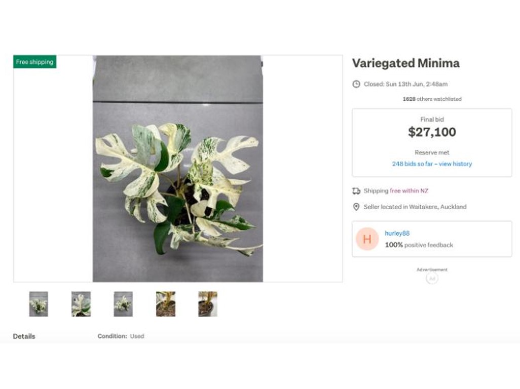 monstera