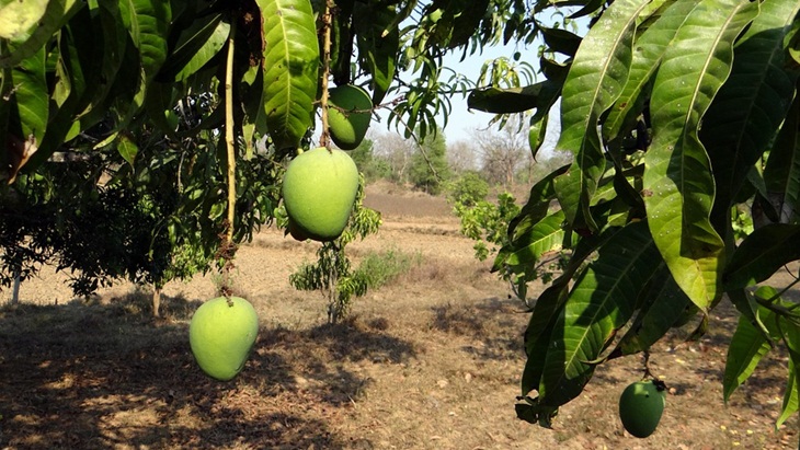 Daun Mangga Ternyata Punya Banyak Manfaat. Apa Saja Itu?