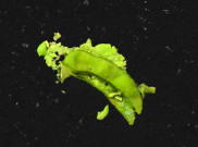 bbno$ dan Diplo Rilis Versi Remix Lagu 'edamame'