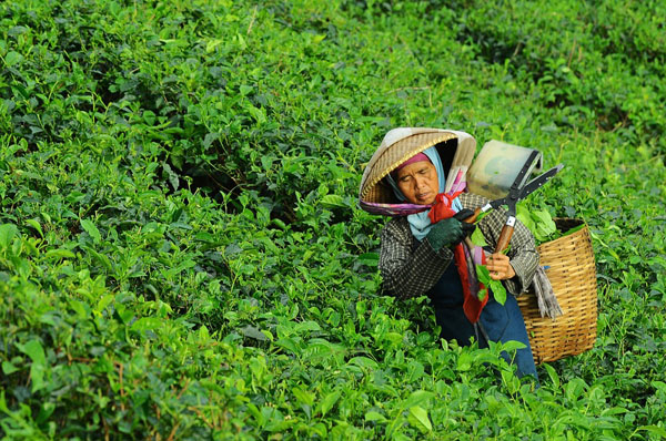 woman-tea