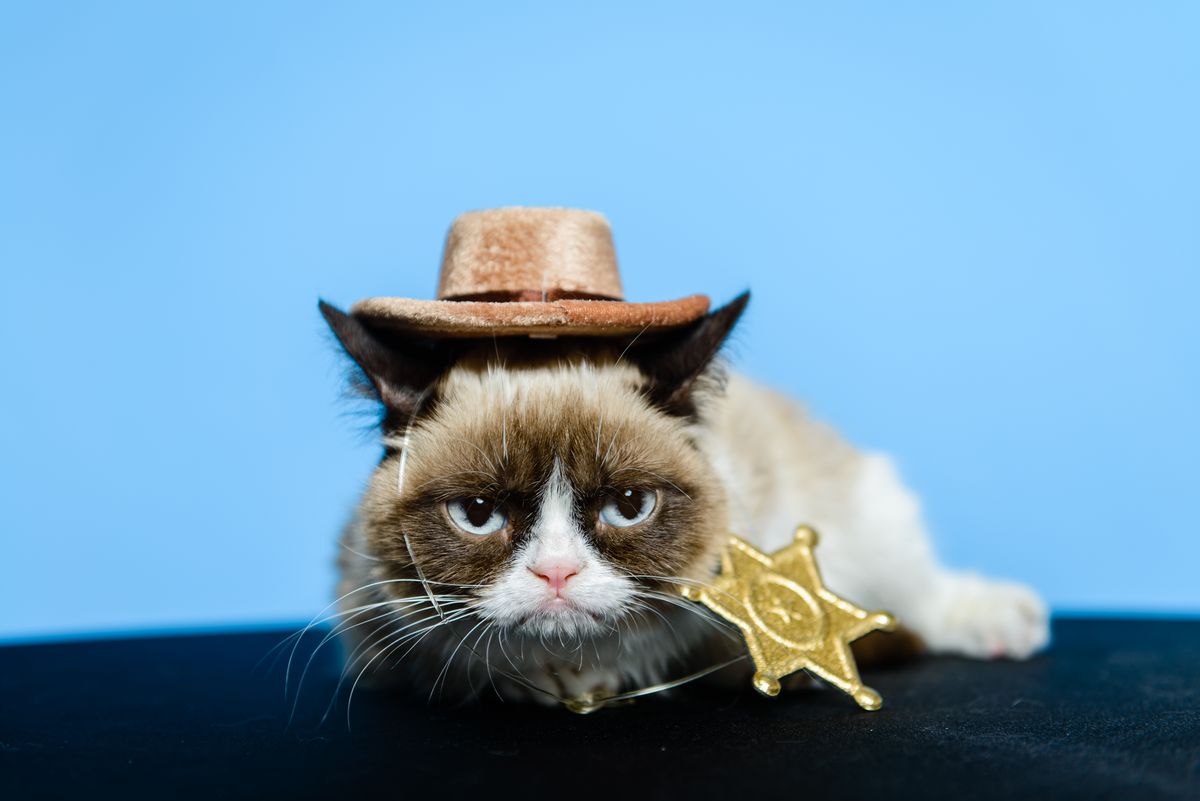 Mengenang Grumpy Cat, Kucing Pemarah Sensasi Internet