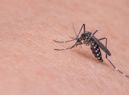 Waspada, Kasus DBD di Kota Yogyakarta Meningkat